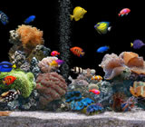 aquario-no-Mauá